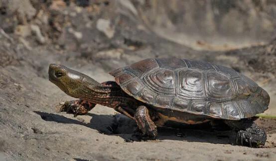 黄喉石龟图片大全,欧洲黄喉