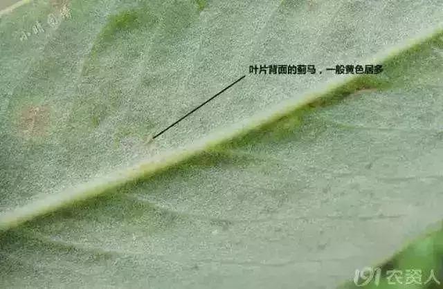 夏黑葡萄各个时间防哪些虫害,葡萄14种常见虫卵图解