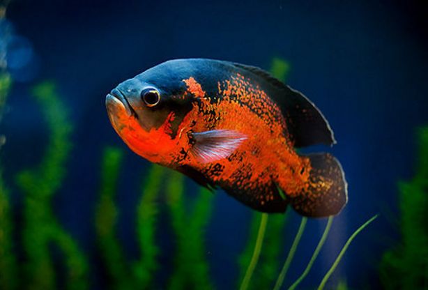 各个地图珍稀鱼,鱼百科大全图片