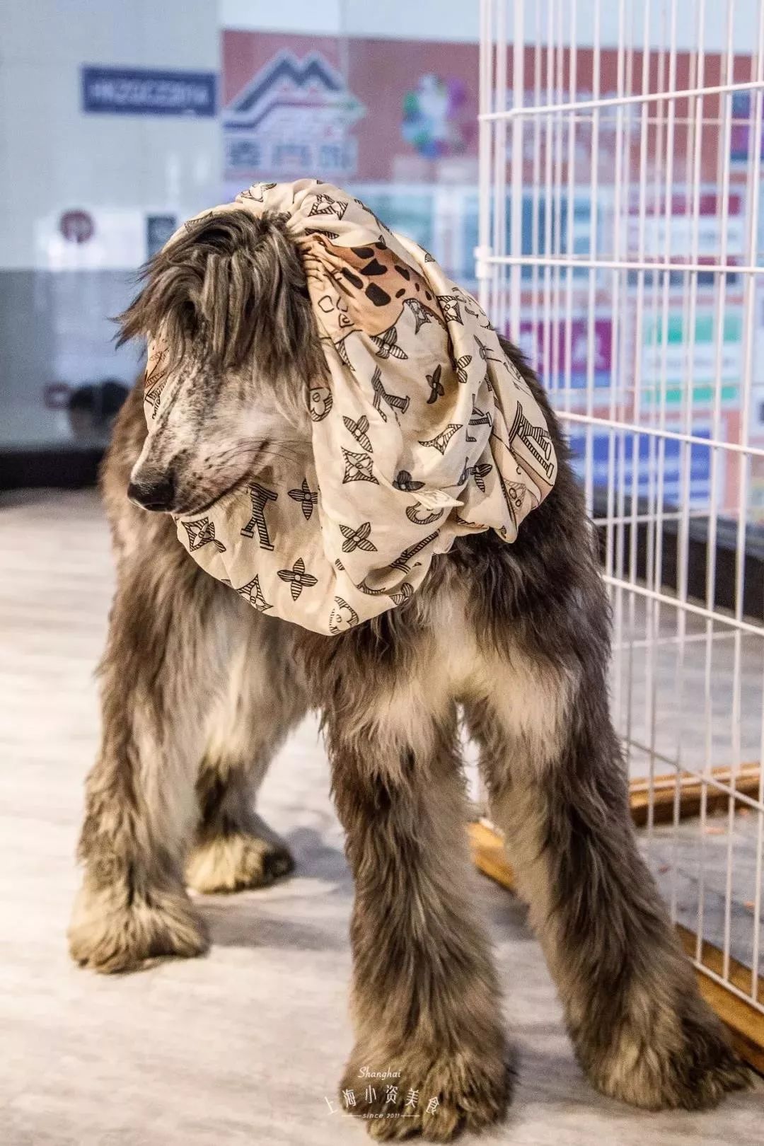 2019宠物排名,2022宠物排行榜