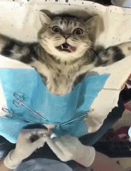 猫咪绝育后性格会改变吗,猫咪什么时候做绝育最好