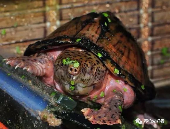 龟背上出现小虫子怎么办,龟背上有苔藓怎么除掉
