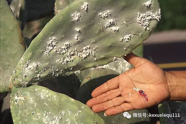 杀死一只兔子的预兆,杀死兔子的方法