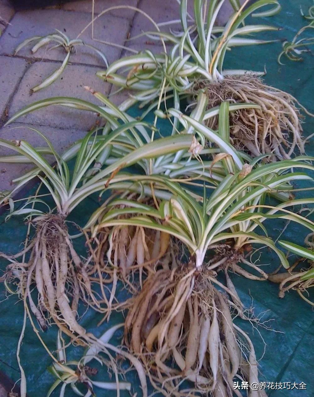 吊兰叶子干尖是怎么回事,千叶吊兰叶子干尖怎么回事