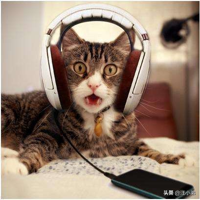 动物音乐治疗,猫狗应激反应怎么治疗