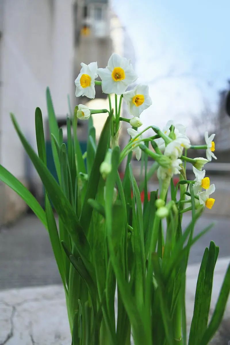 南美水仙浇水的正确方法,水仙花开前怎么浇水