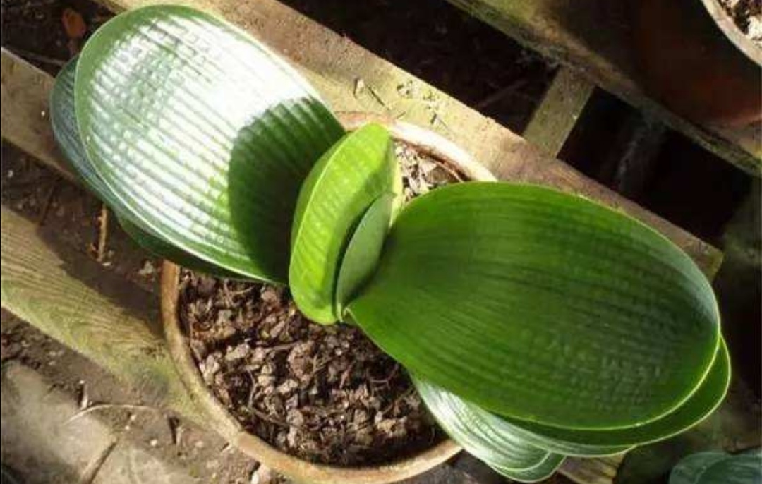 养君子兰需要什么土,养君子兰应该施什么肥