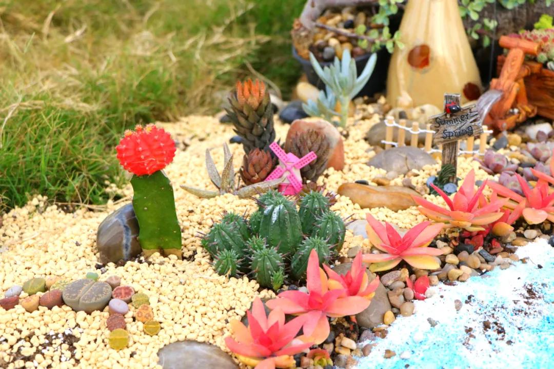 这个年销量上亿株多肉的县城，举办了首届多肉电商节