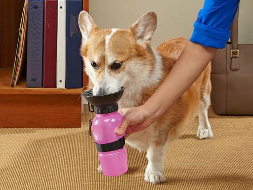 狗频繁喝水是什么症状,狗狗突然大量喝水预示着什么呢