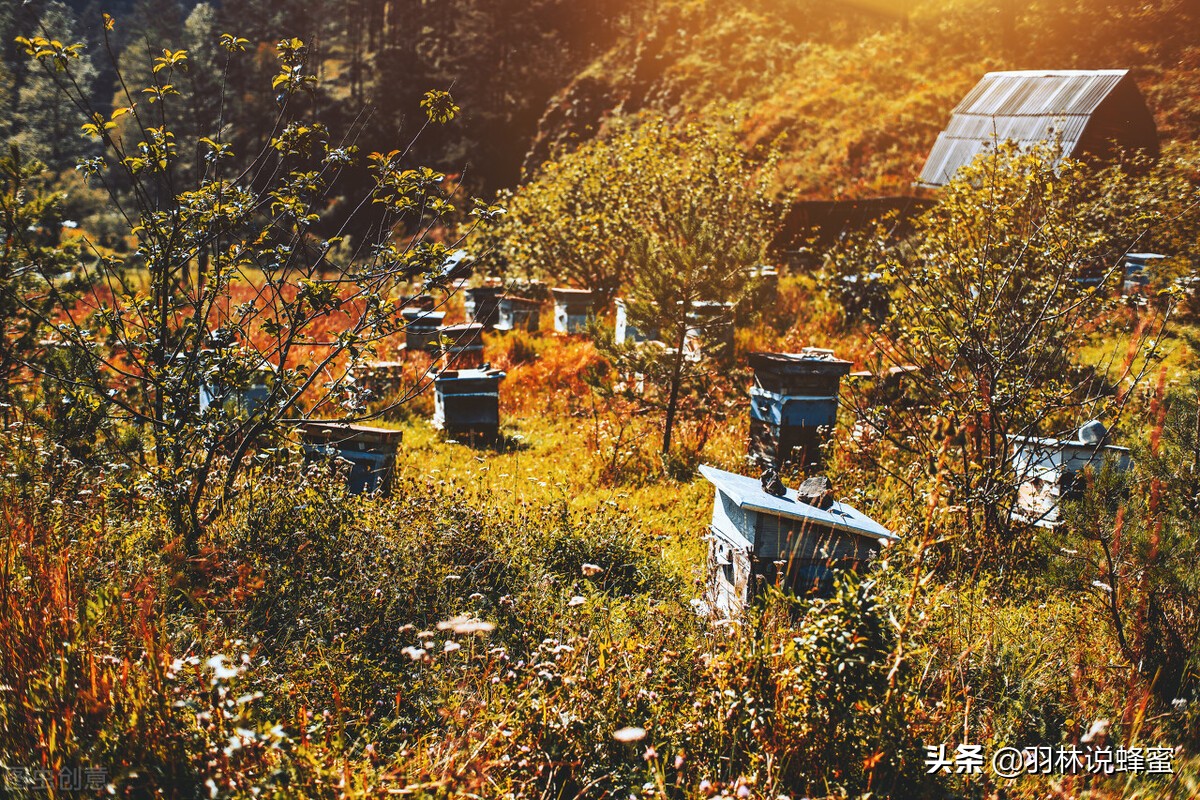 怎么防止蜜蜂逃跑方法,怎样防蜜蜂逃跑