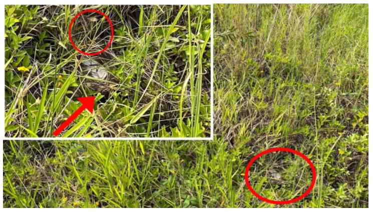 农村老人说不能杀蛇，难道说报纸上关于蛇报复人的报道，是真的？