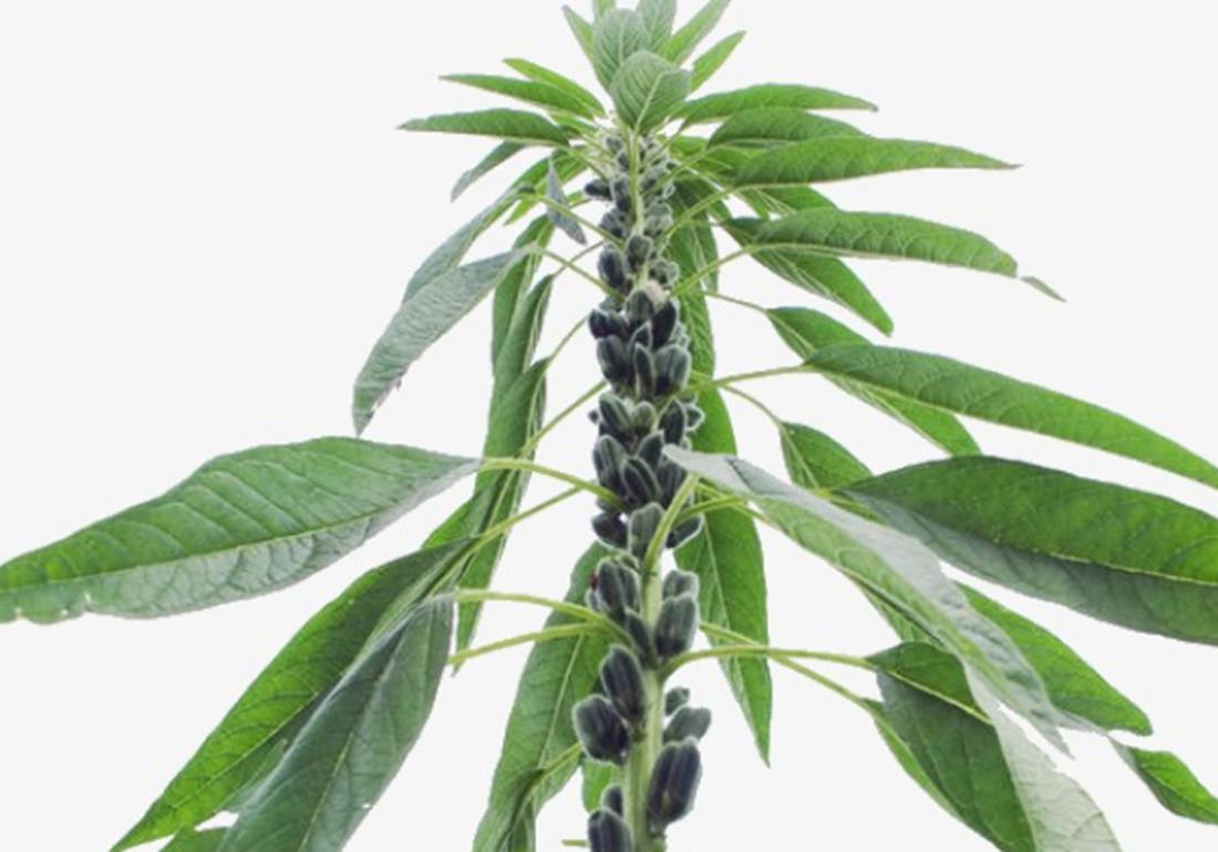 芝麻播种不出苗是什么原因,芝麻种植的小妙招