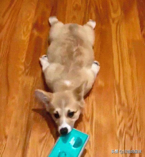 基基复唧唧，柯基战斗机，使出必杀技，底盘更贴地！