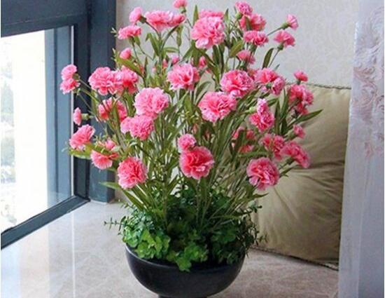 盆栽的康乃馨浇水怎么浇最好,康乃馨盆栽浇水技巧
