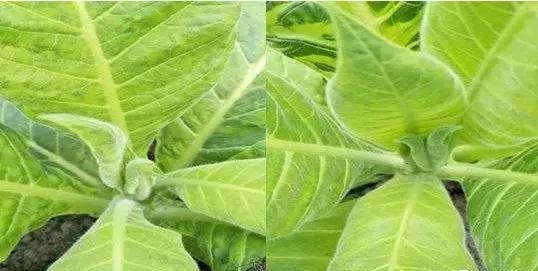 植物癌症病毒怎么防治,植物病毒病最佳治愈方法