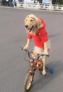 这6种狗高颜值性格好适合家里养,哪种狗性格比较温顺适合孩子养