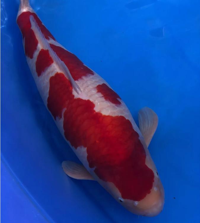 锦鲤麻醉最好的方法,锦鲤鱼池除虫杀菌用什么药