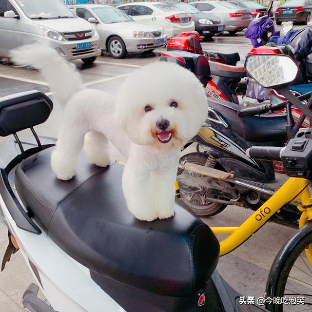 比熊狗狗的泪痕怎么消除,比熊狗狗去泪痕药