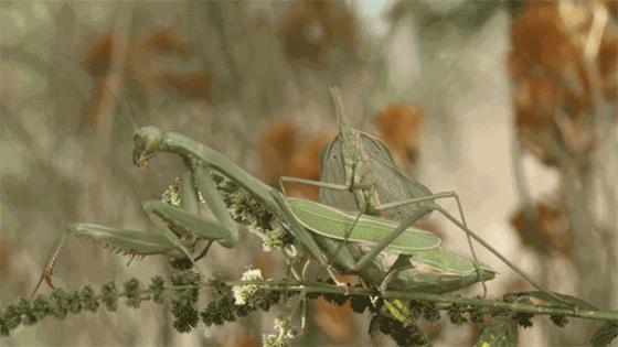 母螳螂会吃掉公螳螂吗,螳螂繁殖后母螳螂会吃掉公螳螂