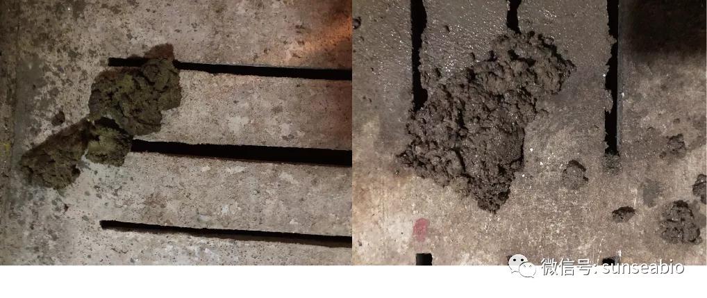 优福康Ⅰ进口微生态制剂——护肠道、节能减排、降氨气除臭