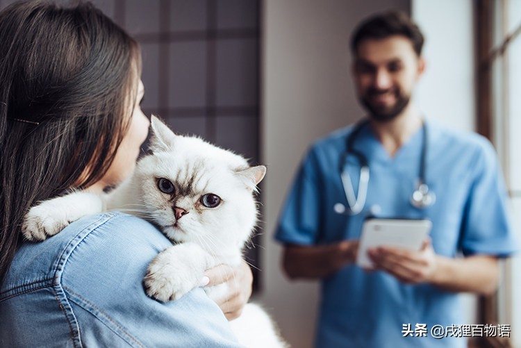 猫癣是怎么形成的猫癣有什么症状,猫癣为什么一直好不了