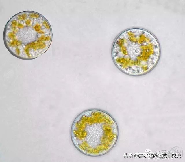 100种水产藻类,水产藻类图谱及名称