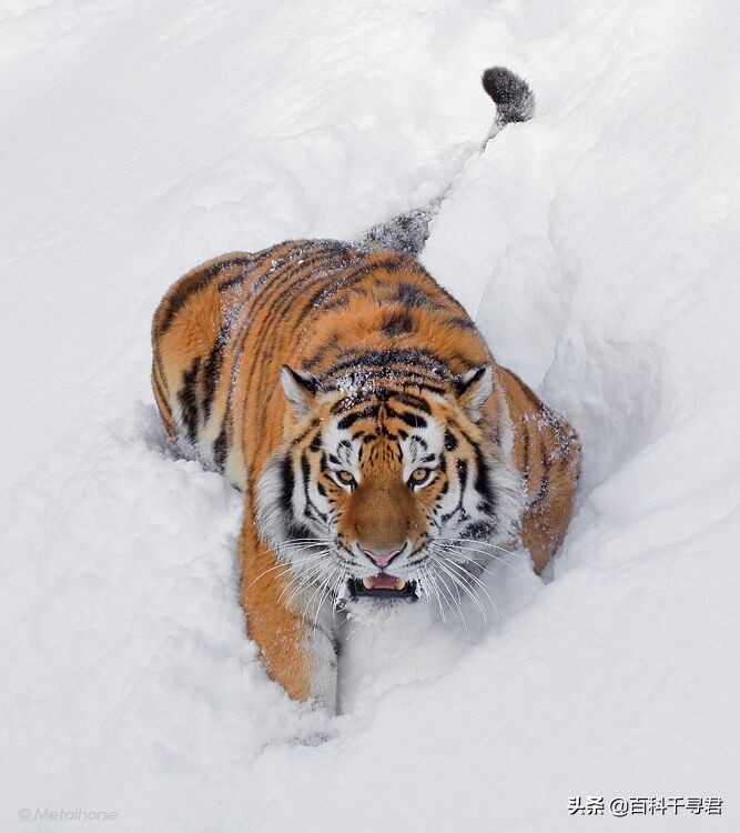 最大内陆国计划让里海虎“秽土转生”,莱昂纳多曾发文支持