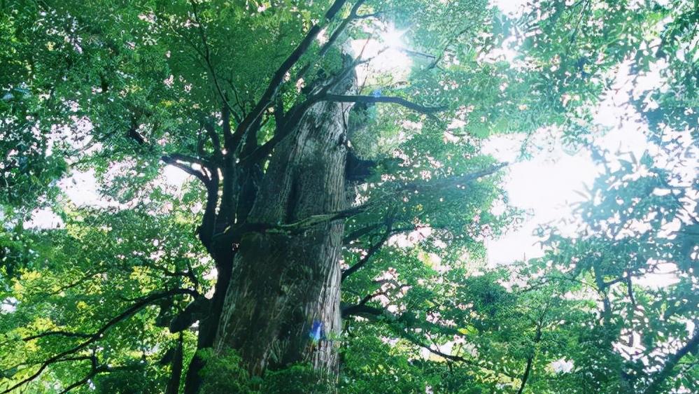 头骨最值钱鸟,头骨很珍贵的鸟