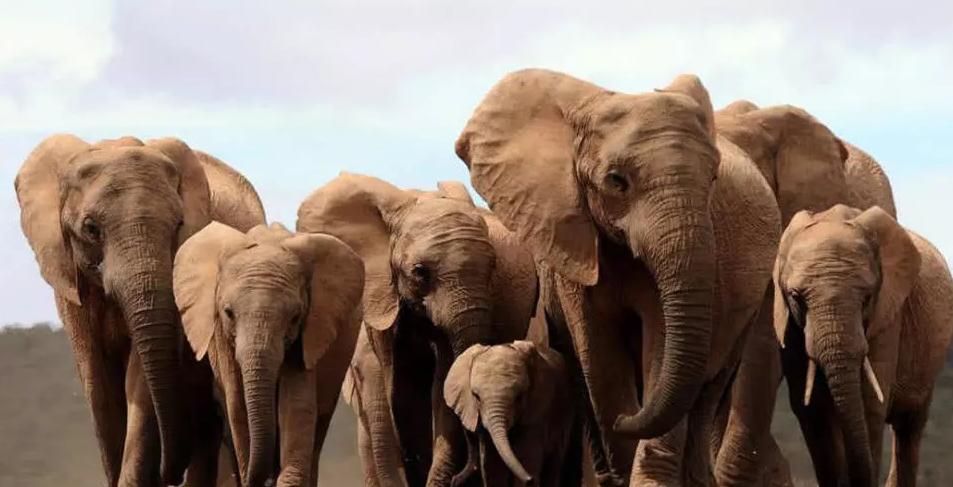 象牙进化历史,象牙是如何进化的