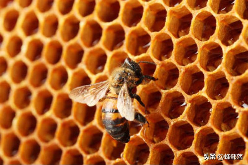 网上买只处女王，不断抓采集蜂来合并能养活吗？算一算就知道了