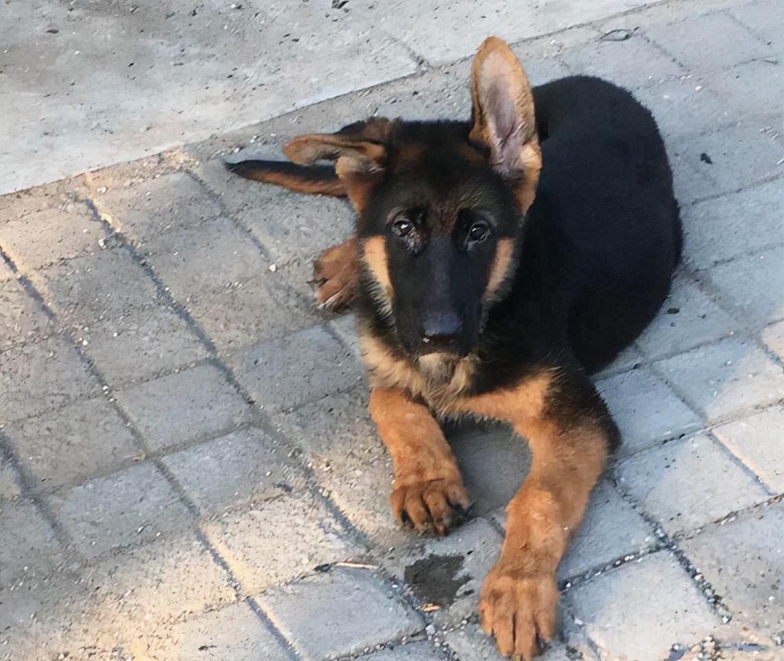 德牧呕吐白沫啥原因,德牧呕吐的厉害