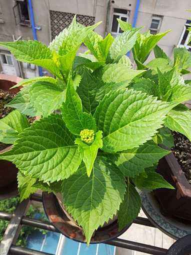 春季绣球怎么养护最好,绣球花的春天怎么养护