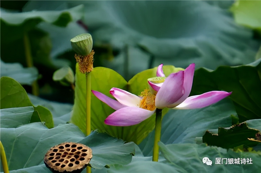 閾跺煄鍙よ瘲,閾跺煄璇楄瘝澶у叏