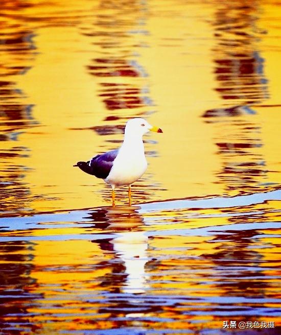 50-200mm镜头够用吗,70-200mm镜头适合拍什么