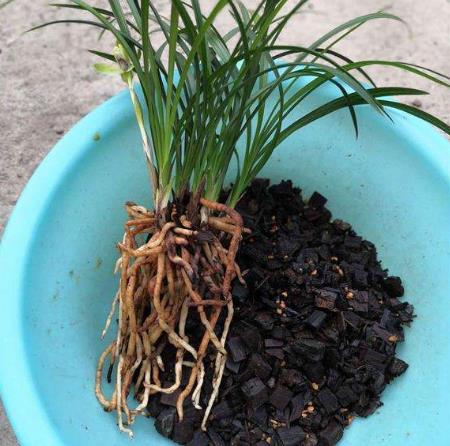 盆栽花卉的根系长满盆怎么办,花卉长不高怎么回事