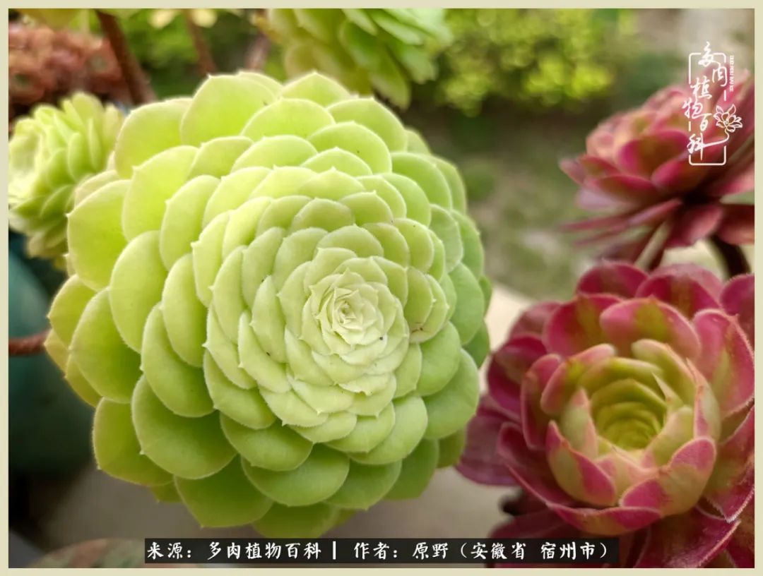 梅雨袭,酷暑至,多肉进入历劫季