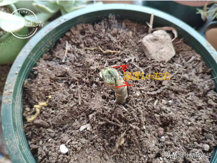 无根不死鸟嫁接长寿花教程,长寿花这样嫁接花期长还不会烂根