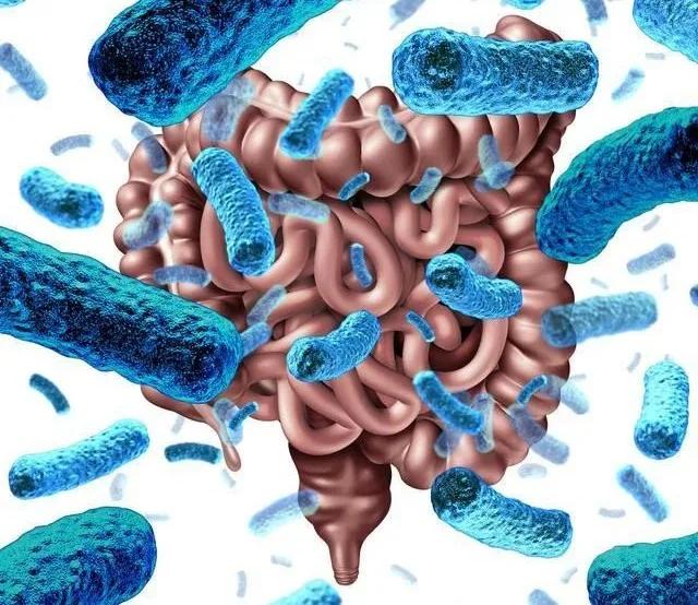 肠道菌群和过敏有关系吗,食物过敏与肠道菌群失调有关系吗