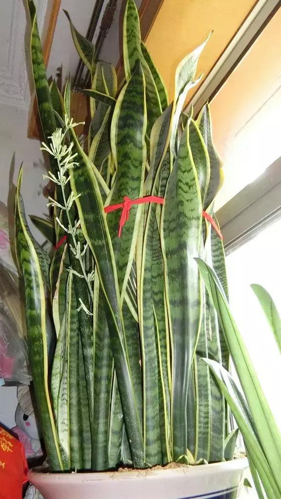 养花的盆要不要戳些洞,养花小知识小技巧大全图解