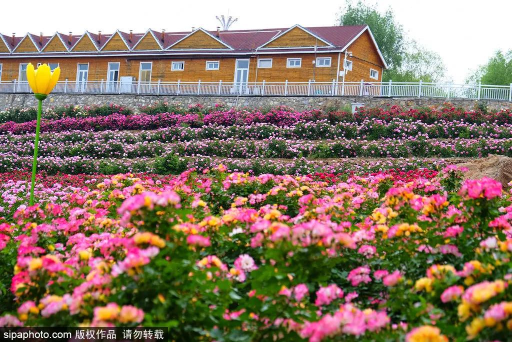 京津冀联合旅游年票99元3张,100万旅游惠民券免费领取