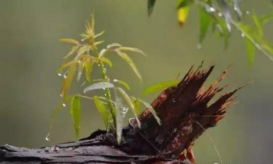 「词一束」陌上花—飞雪天降（外五首）
