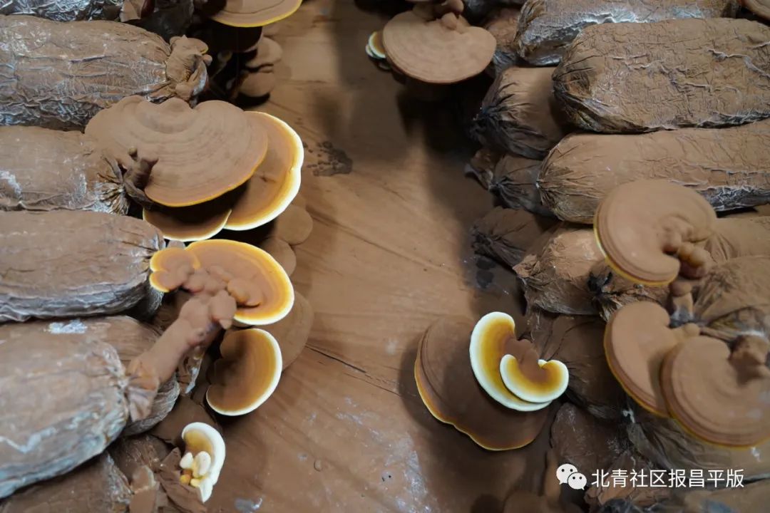 这里的灵芝“朵朵”开，不仅有颜更有料