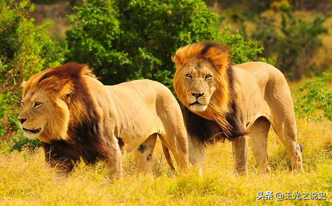 阿明时期的乌干达是如何衰落的,阿明乌干达