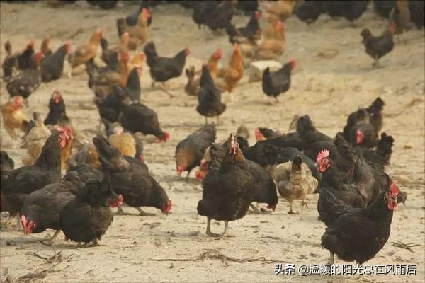 贵州农村养鸡与销路,农村养鸡怎么找销路