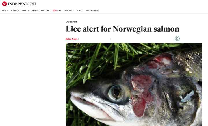 挪威三文鱼和北欧大西洋鲑鱼,德国鲑鱼和挪威三文鱼