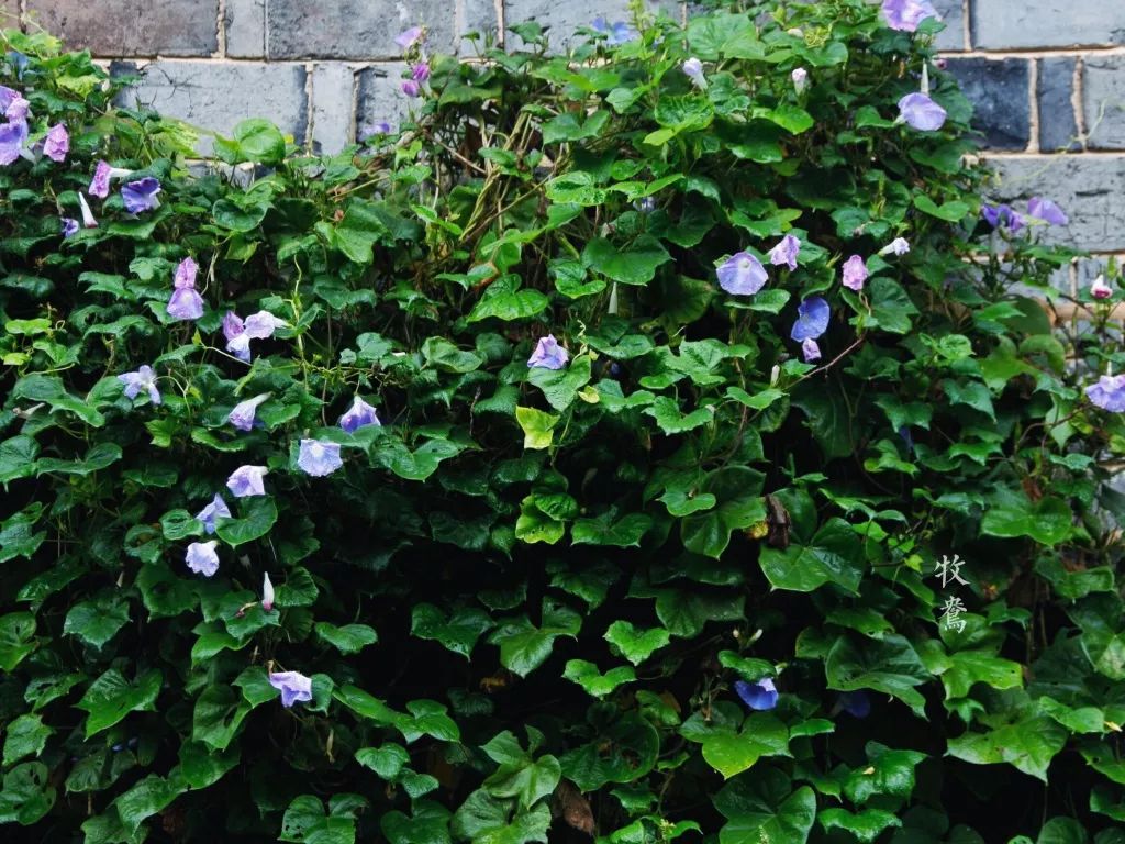 10年前，那个花83元穷游*藏西**的姑娘，后来怎么样了？