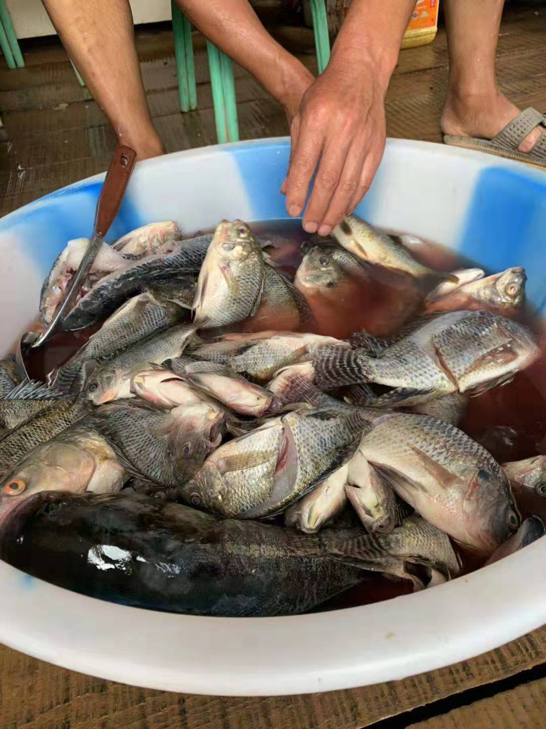 PE子线打结法,pe线子线怎么打结不会缠线