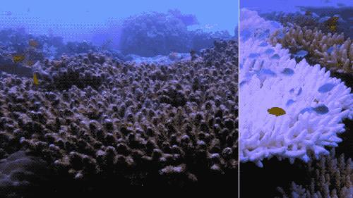 珊瑚是腔肠动物还是植物,珊瑚是植物还是动物还是礁石