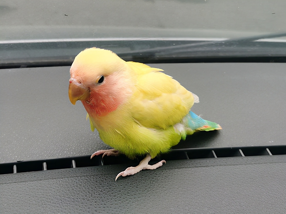 有多少快乐就有多少忧伤女声版,有多少快乐就有多少悲伤简谱