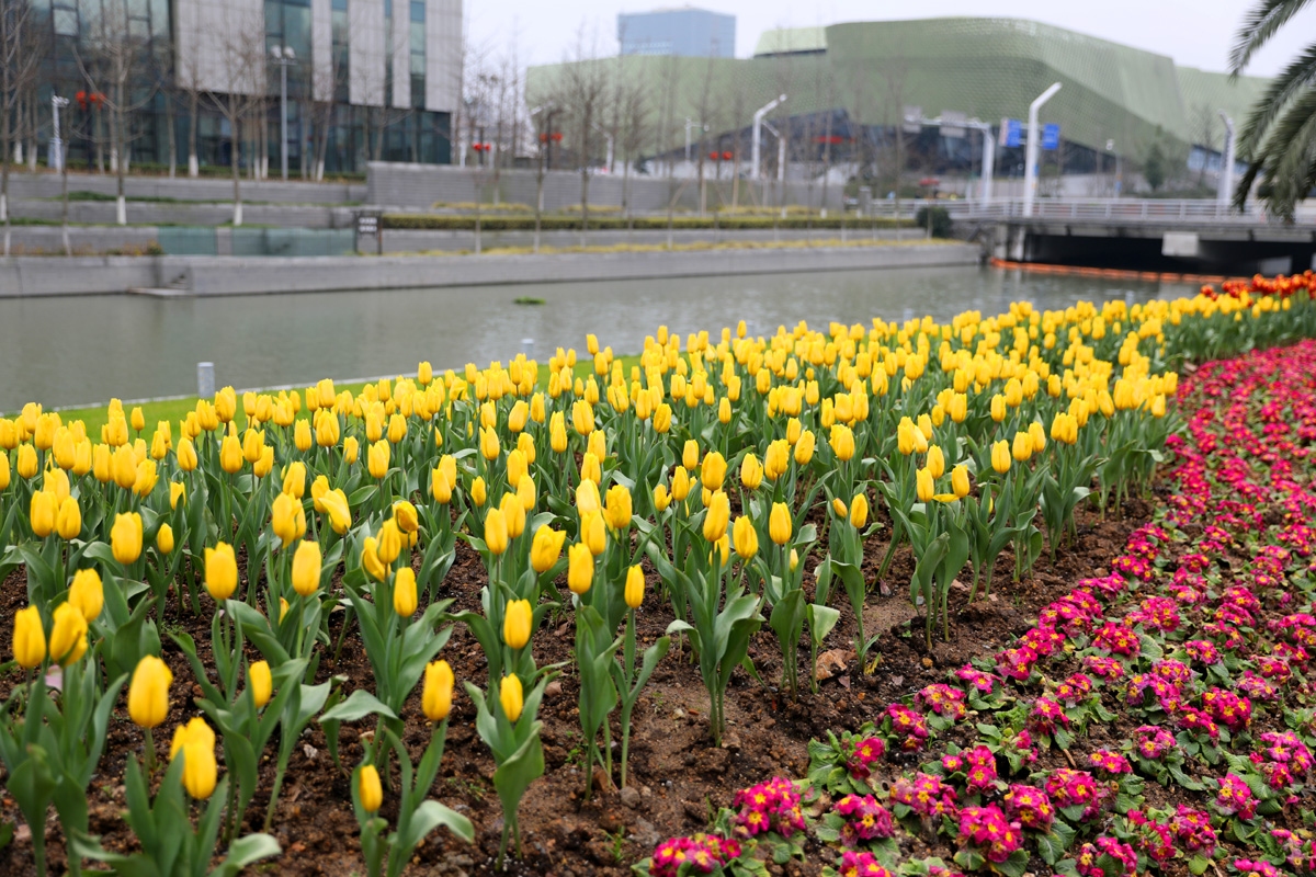 宁波现在哪里可以看郁金香,宁波郁金香在什么地方